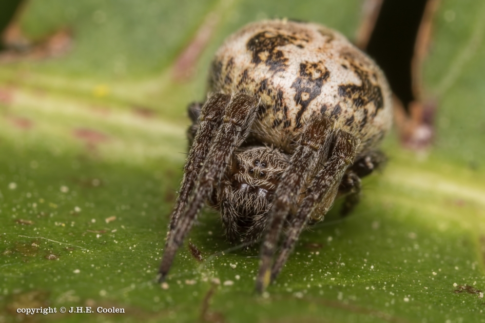 Bang - Geleedpotigen - Spin