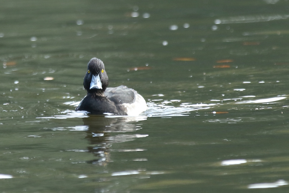 Bedoel je mij? - Vogels - 