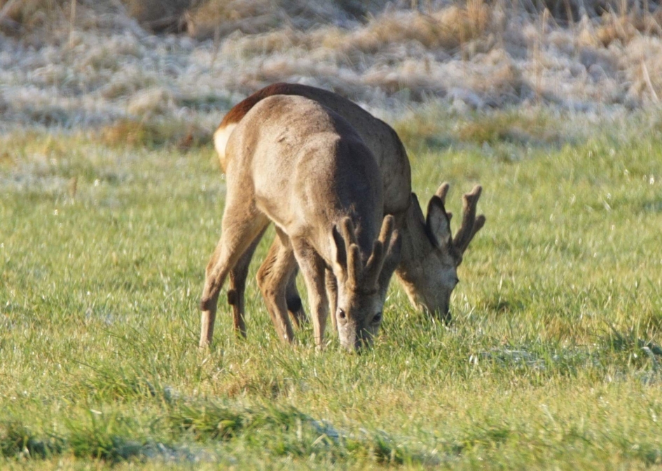 Beetje dubbel - Zoogdieren - Ree