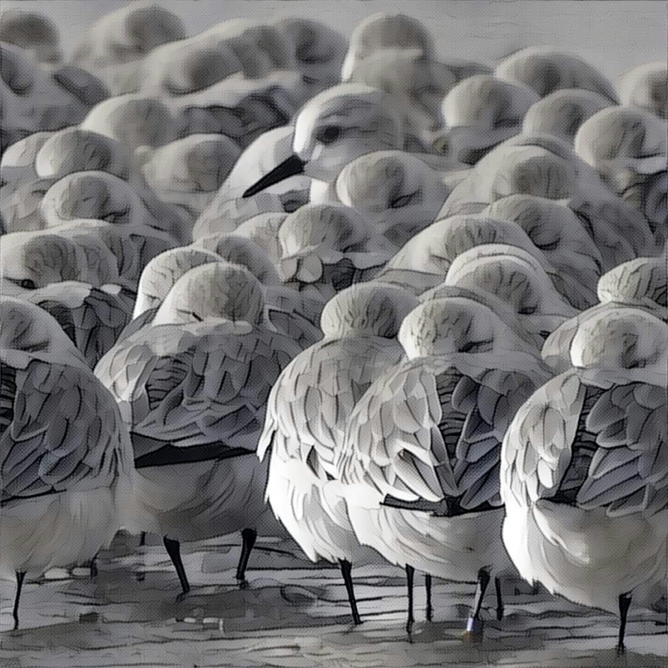 behalve druk rennen in de branding kunnen drietenen ook heel goed schuilen bij elkaar - Vogels - drieteenstrandloper