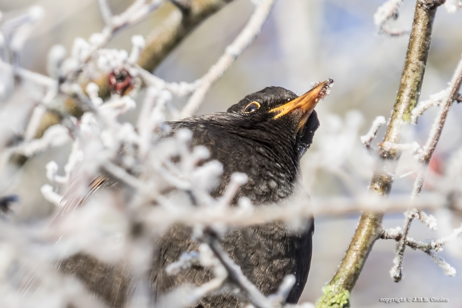 Bekeken worden - Vogels - Merel