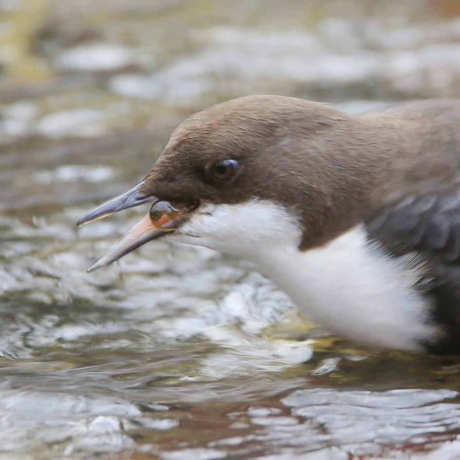 Bellen blazen ... - Vogels - Zwartbuik Waterspreeuw