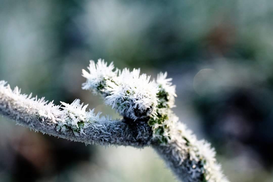 Berijpte tak - Planten - 