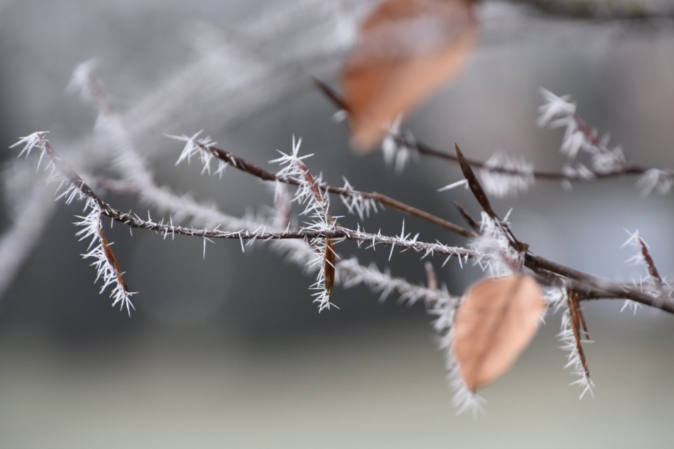 Beuk met rijp - Planten - 