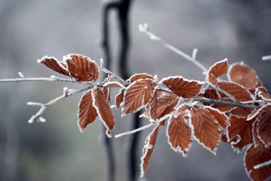 Beukenblad - Planten - 