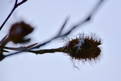 Beukennootje met rijp