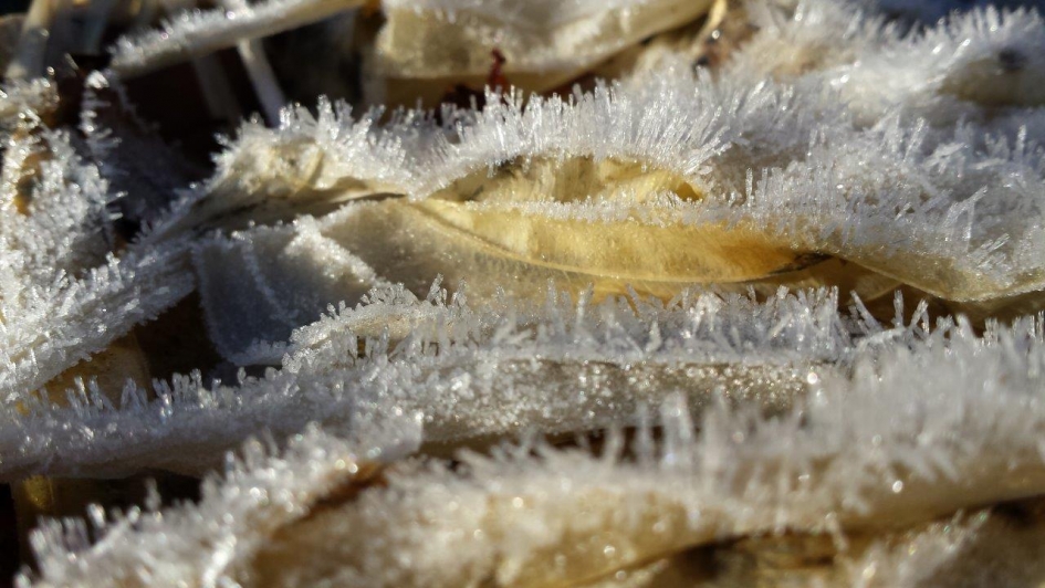 bevroren hostabladeren. - Planten - 