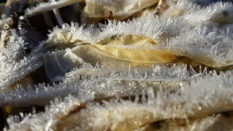 bevroren hostabladeren.