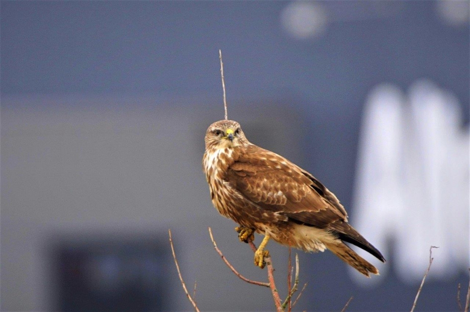 Bij de werkplaats - Vogels - Buizerd