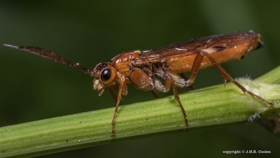 Bladwesp - Geleedpotigen - Bladwesp