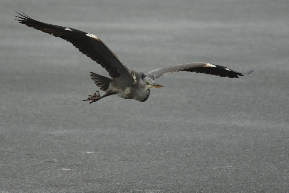blauwe reiger - Vogels - 