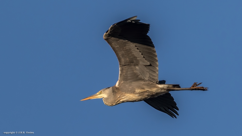 Blauwe reiger - Vogels - Blauwe reiger