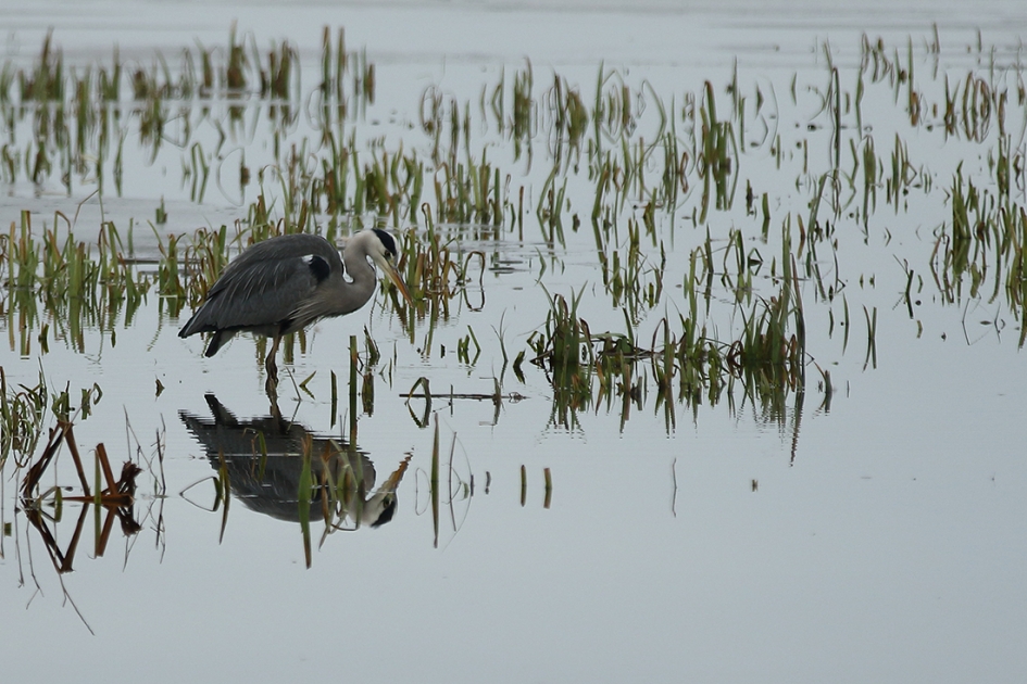 blauwe reiger - Vogels - 
