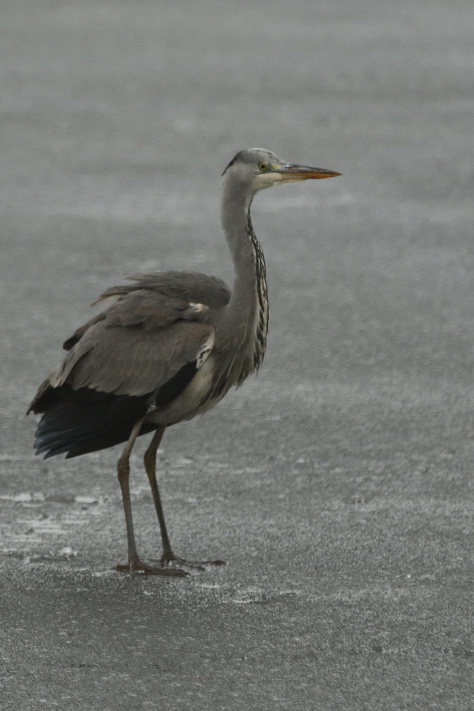 blauwe reiger op het ijs - Vogels - 