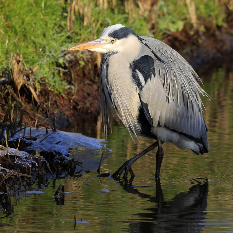 Blues - Vogels - Blauwe Reiger