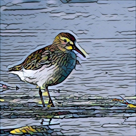 bonte strandloper