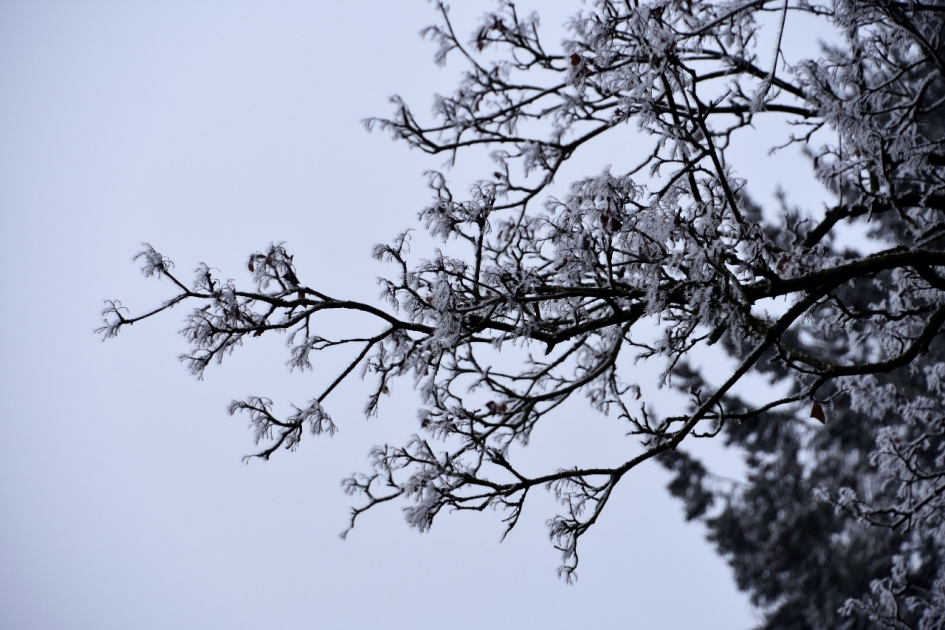 Boom met rijp - Planten - 