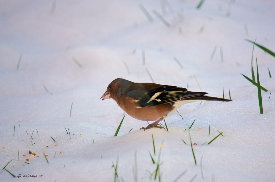 Botvink (m) in de sneeuw - Vogels - Botvink