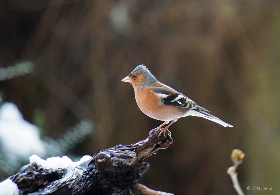 Botvink (m) in de sneeuw - Vogels - Botvink
