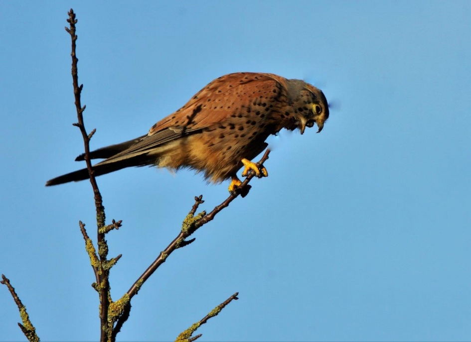 Braakbal - Vogels - Torenvalk