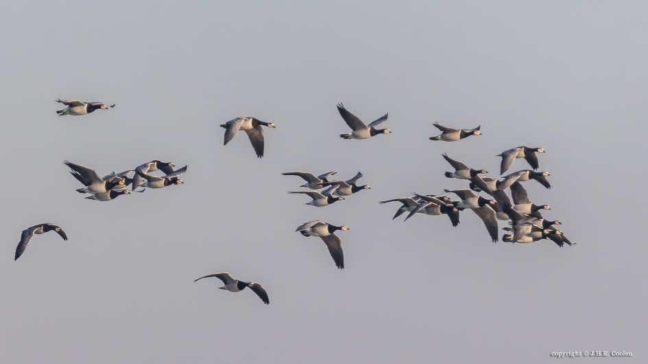 Brandganzen - Vogels - Brandgans