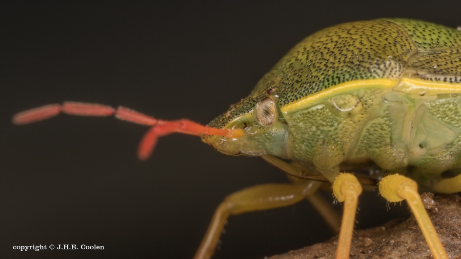 Bremschildwants - Geleedpotigen - Bremschildwants