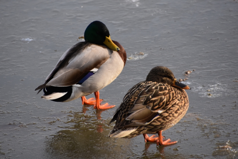 Brrr - Vogels - 