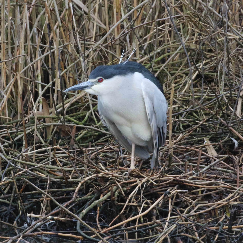 Brrr, koud.. - Vogels - 