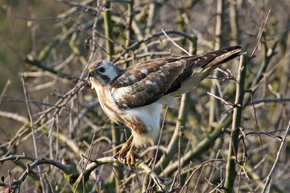Buizerd - Vogels - 