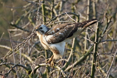 Buizerd