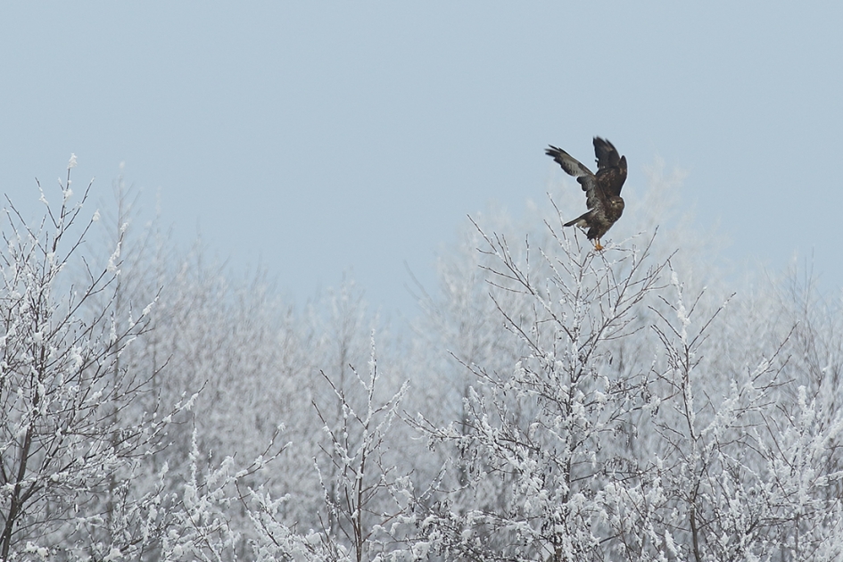 buizerd - Vogels - 