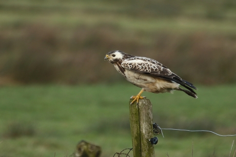 buizerd