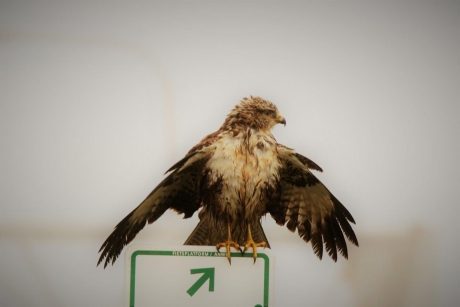 Buizerd in droog houding
