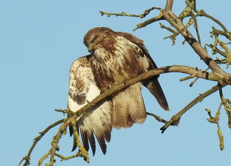 Buizerd strijkt net neer in een boom