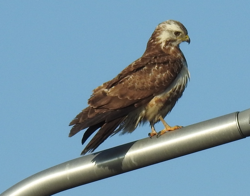 Buizerds zoeken vaak de snelwegen op. - Vogels - Buizerd