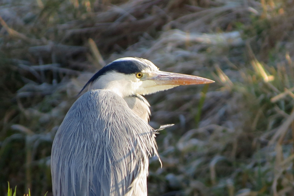 Close up Blauwe reiger - Vogels - 