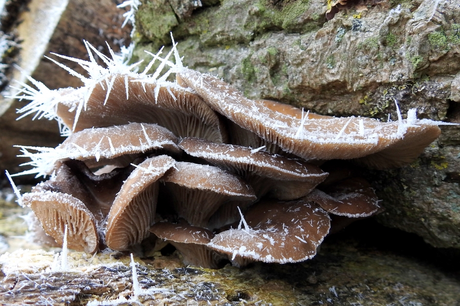 Dappere zwammen - Schimmels - Oesterzwam