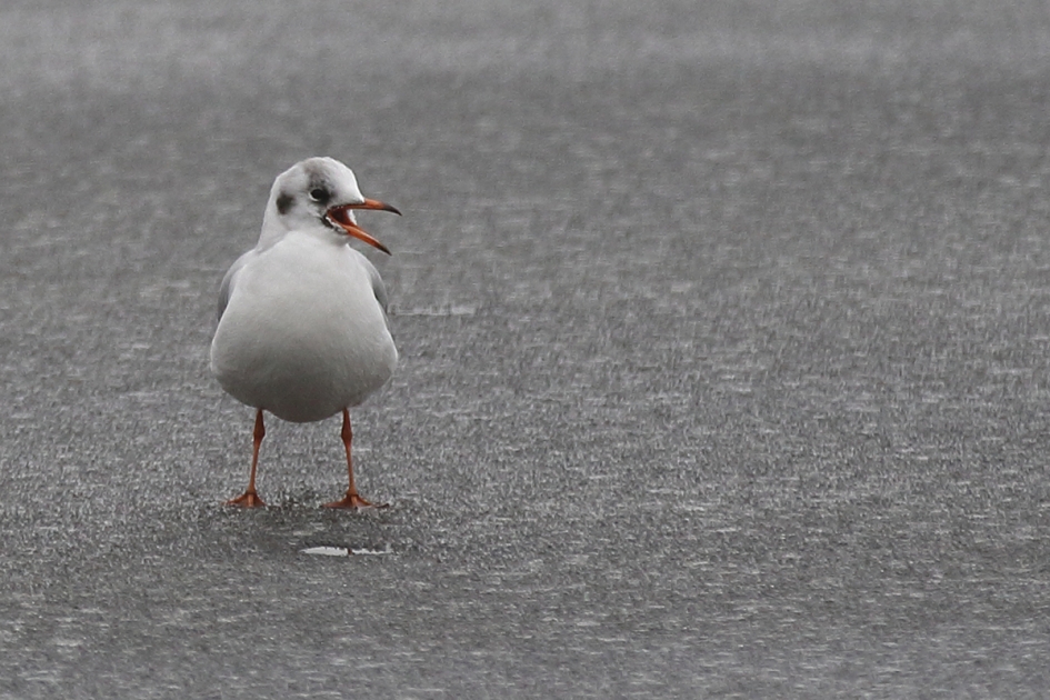 dat zeg ik....KOKMEEUW - Vogels - 