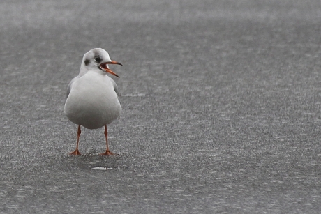 dat zeg ik....KOKMEEUW