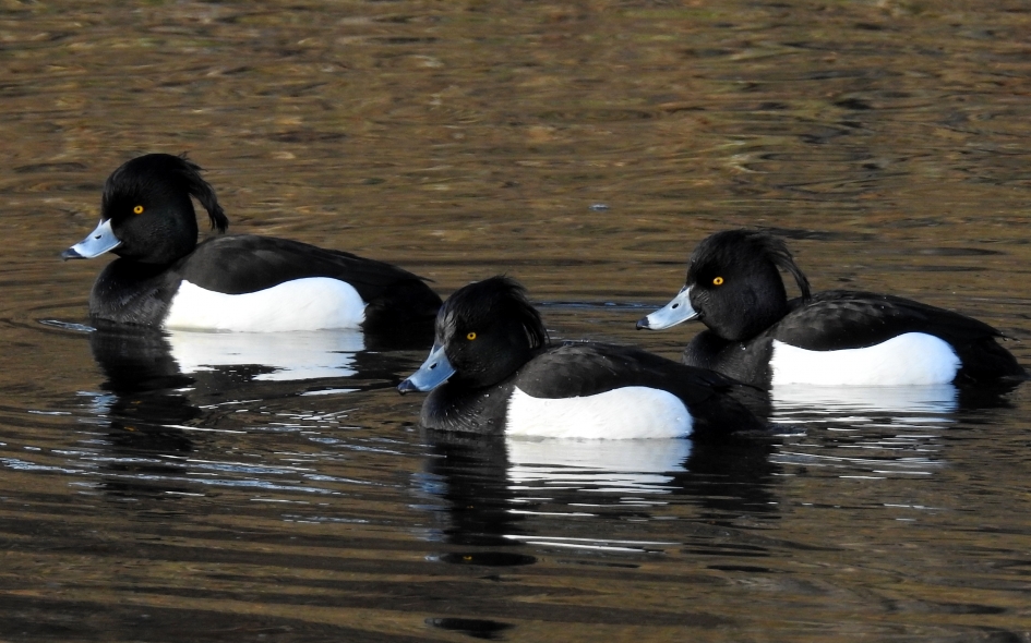 De drie musketiers - Vogels - Kuifeend