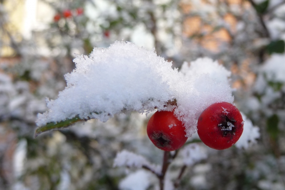 De eerste sneeuw.. - Planten - 
