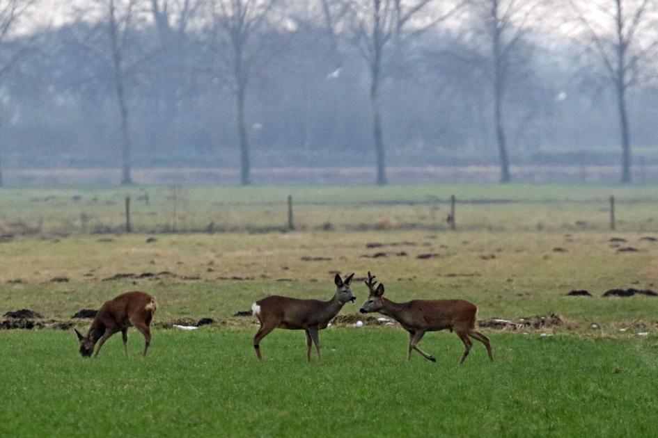 De familie Ree - Zoogdieren - 