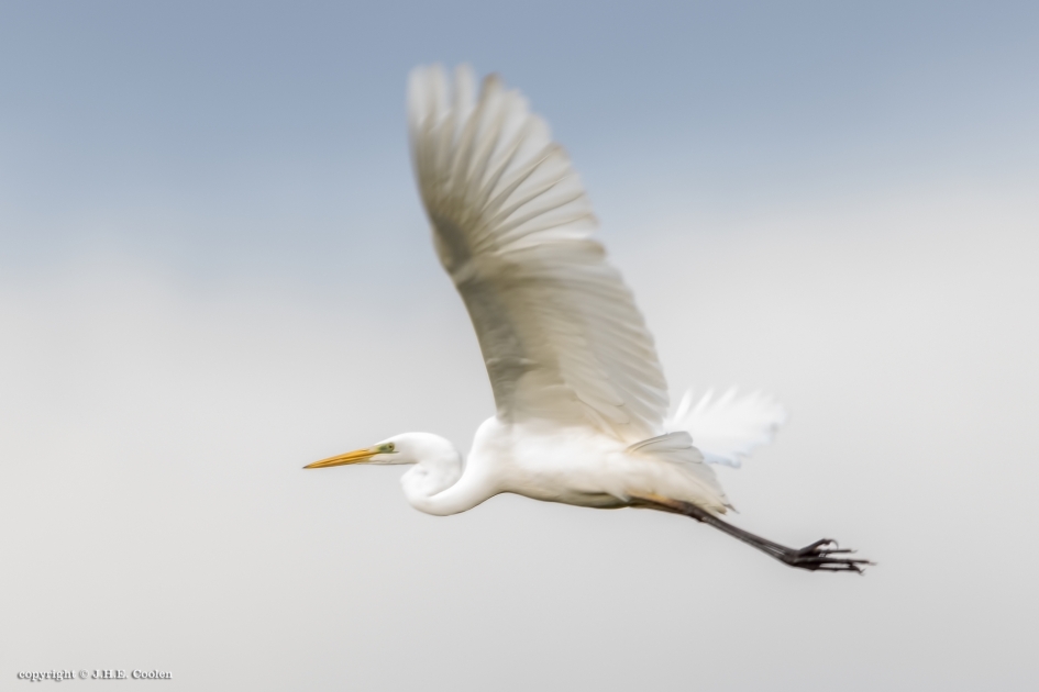 De hoogte in - Vogels - Grote zilverreiger