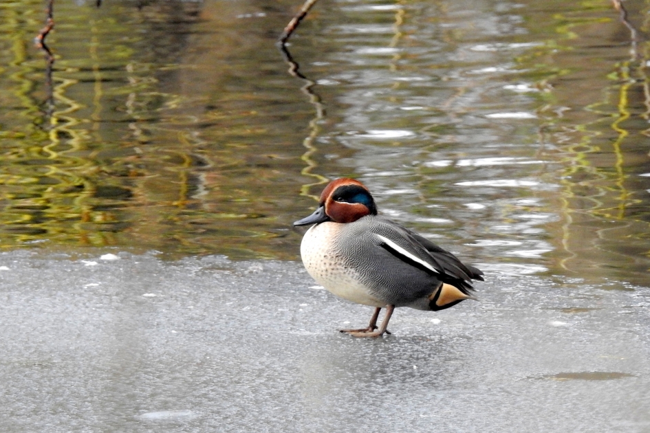 De ijsmeester - Vogels - Wintertaling