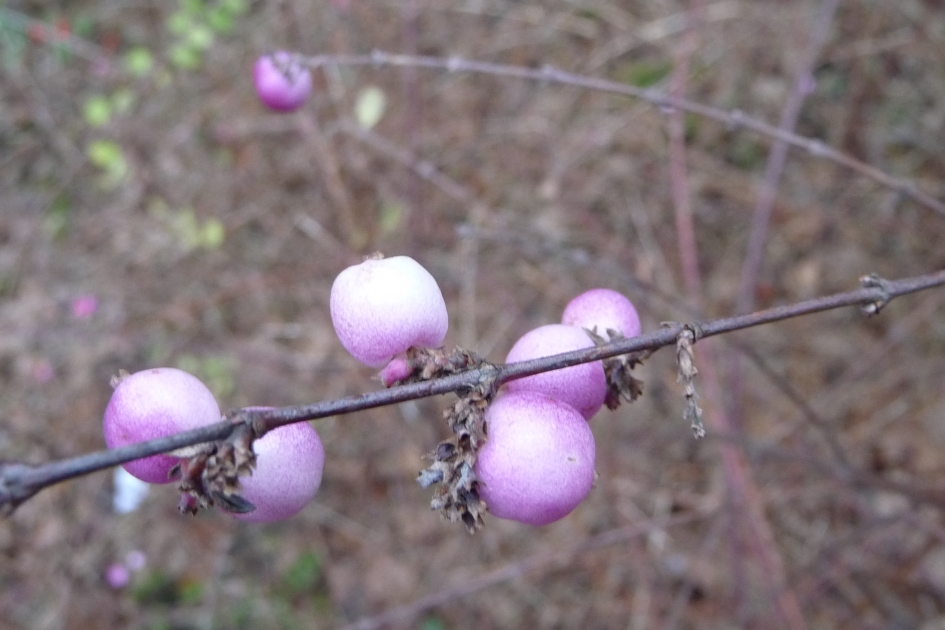 De laatste besjes - Planten - 