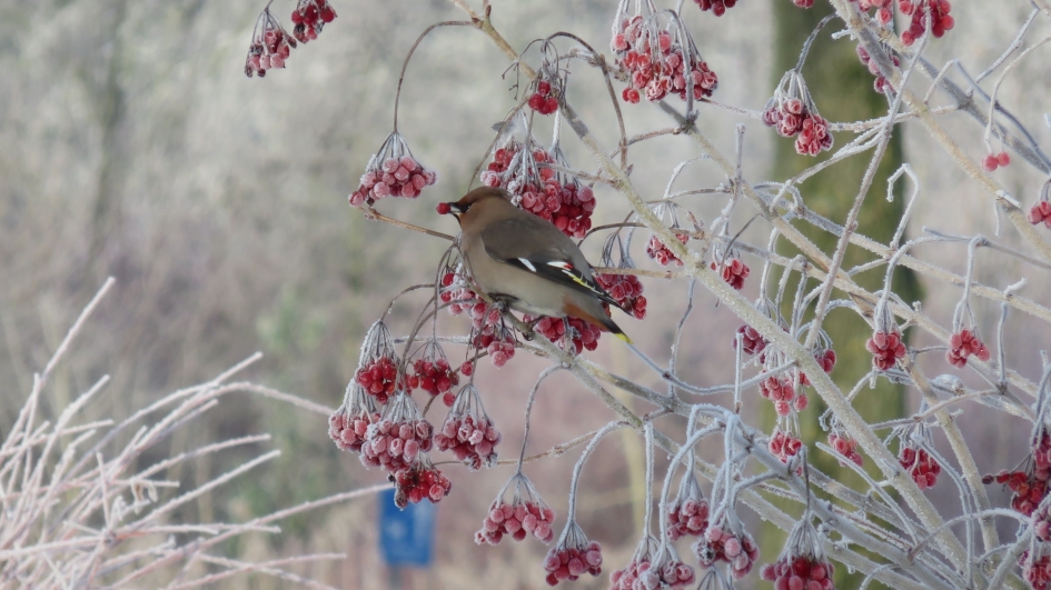 De laatste besjes - Vogels - Pestvogel