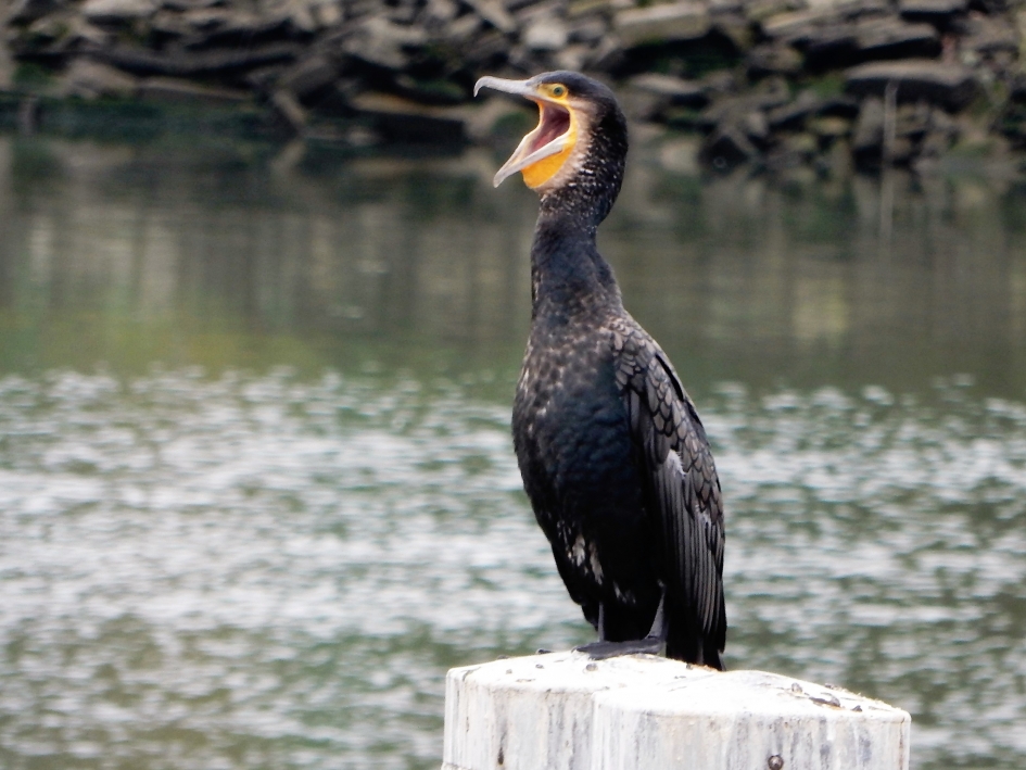De lachende Aalscholver. - Vogels - Aalscholver