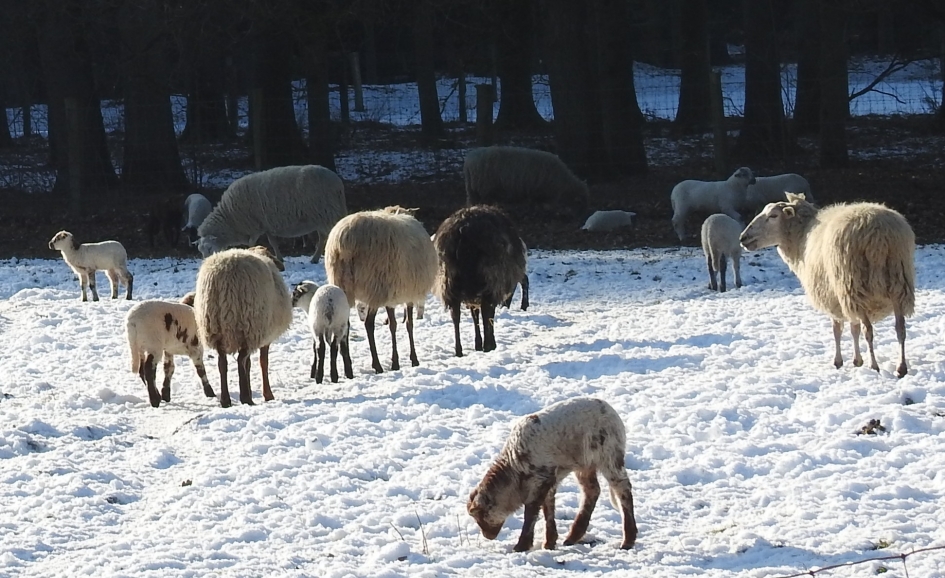 De schapen op de Sallandse heuvelrug hebben al lammeren - Weer en landschap - Schapen