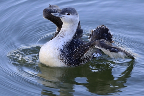 De Sterrenduiker III