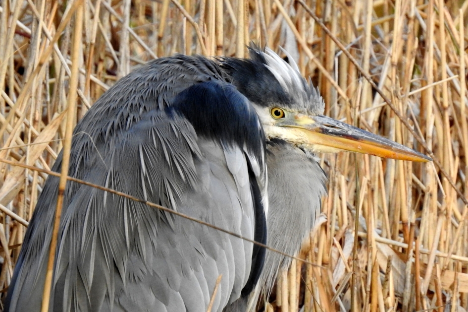 Diep in de jas gedoken - Vogels - Blauwe reiger
